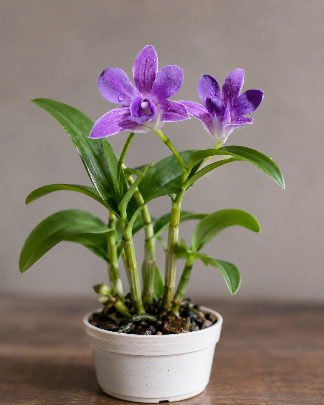 🌸 Stunning Dendrobium Orchid Collection – Mature Flowering Plant