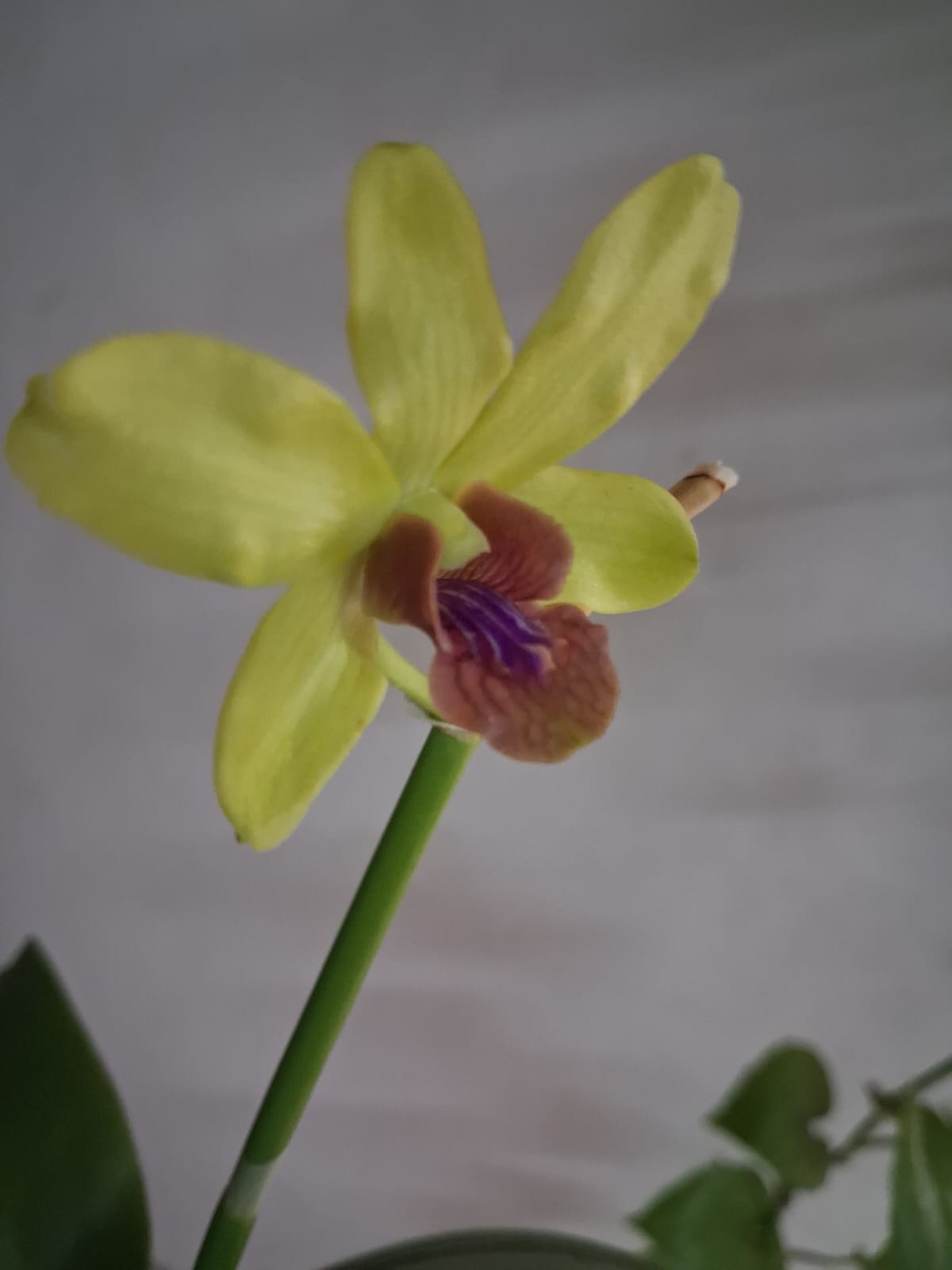 🌸 Stunning Dendrobium Orchid Collection – Mature Flowering Plant