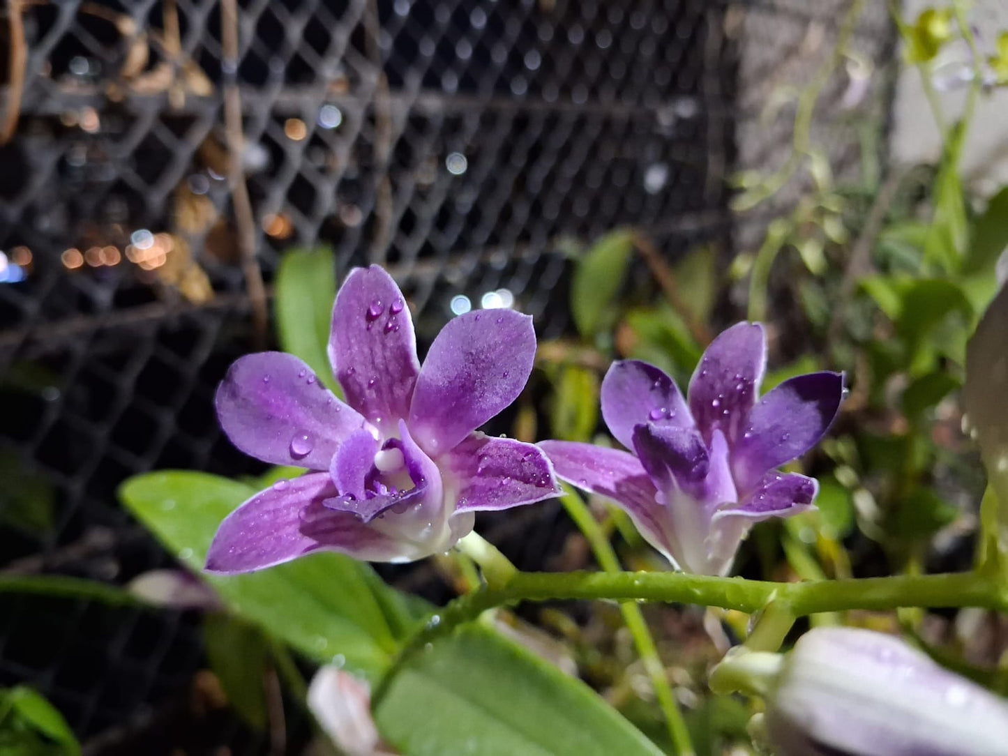 🌸 Stunning Dendrobium Orchid Collection – Mature Flowering Plant