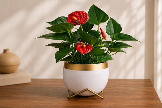 ✨ Elegant Red Anthurium for Every Space