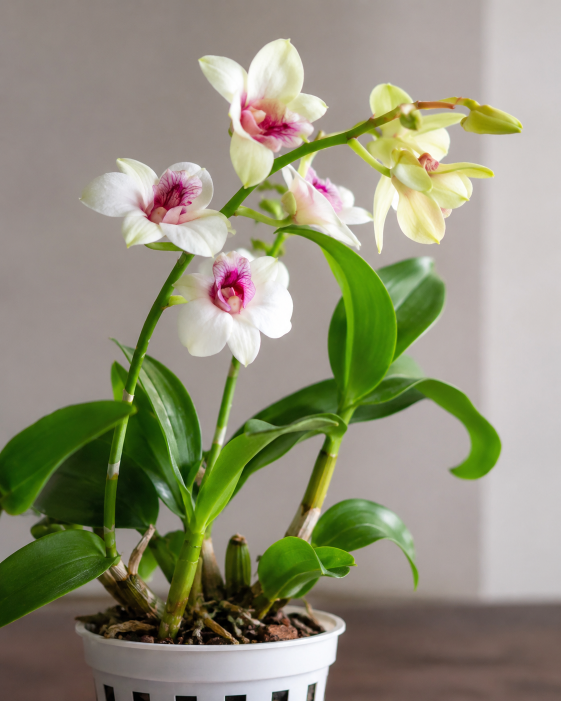 🌸 Premium Blooming Dendrobium Orchid – Mature Flowering Plant
