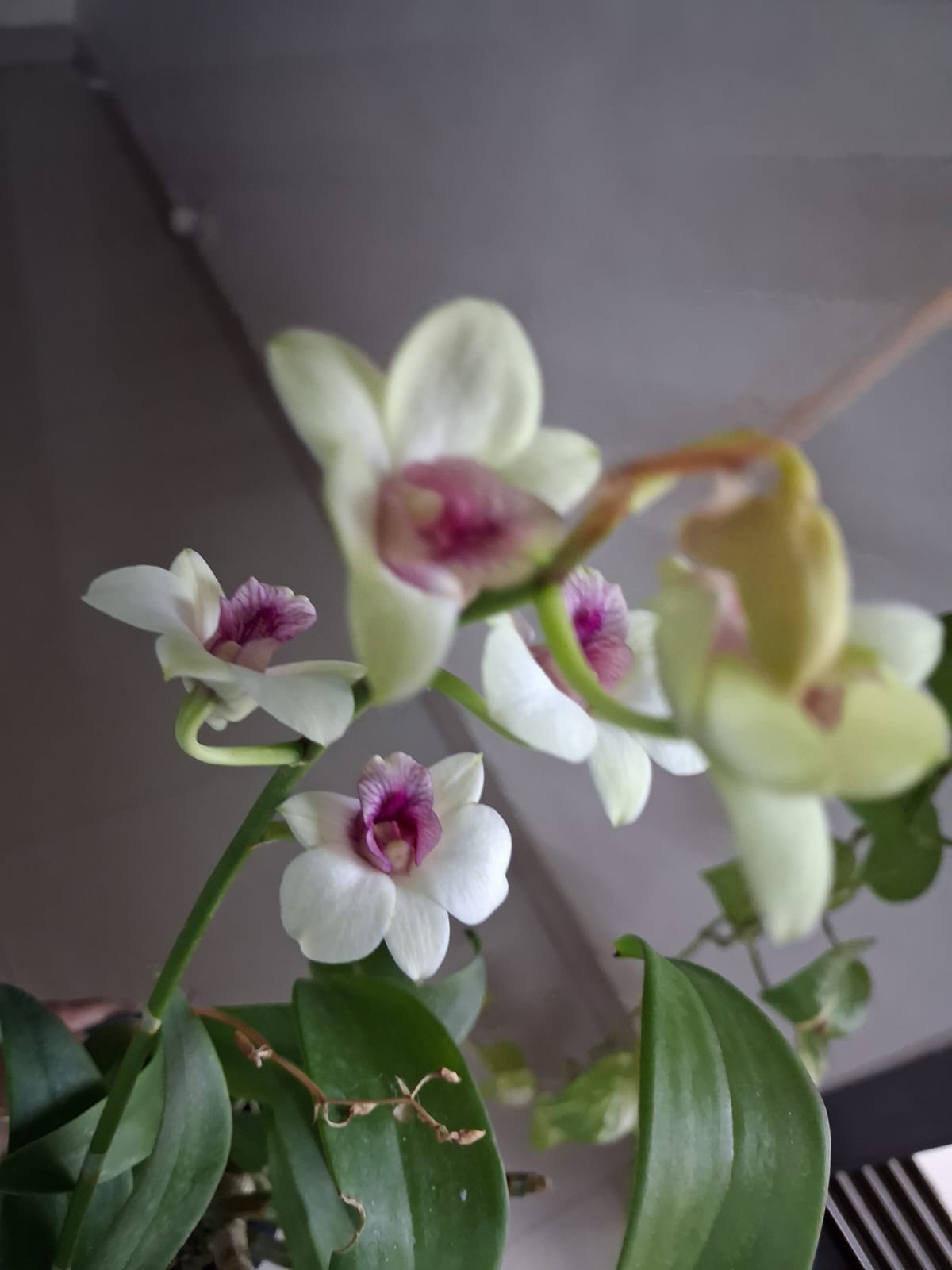 🌸 Premium Blooming Dendrobium Orchid – Mature Flowering Plant