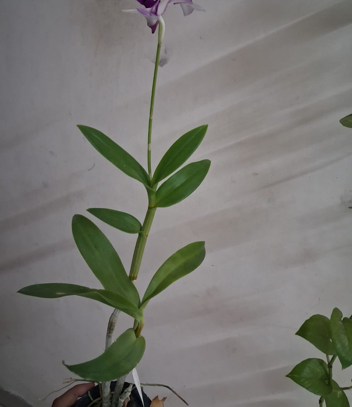🌸 Premium Blooming Dendrobium Orchid – Mature Flowering Plant