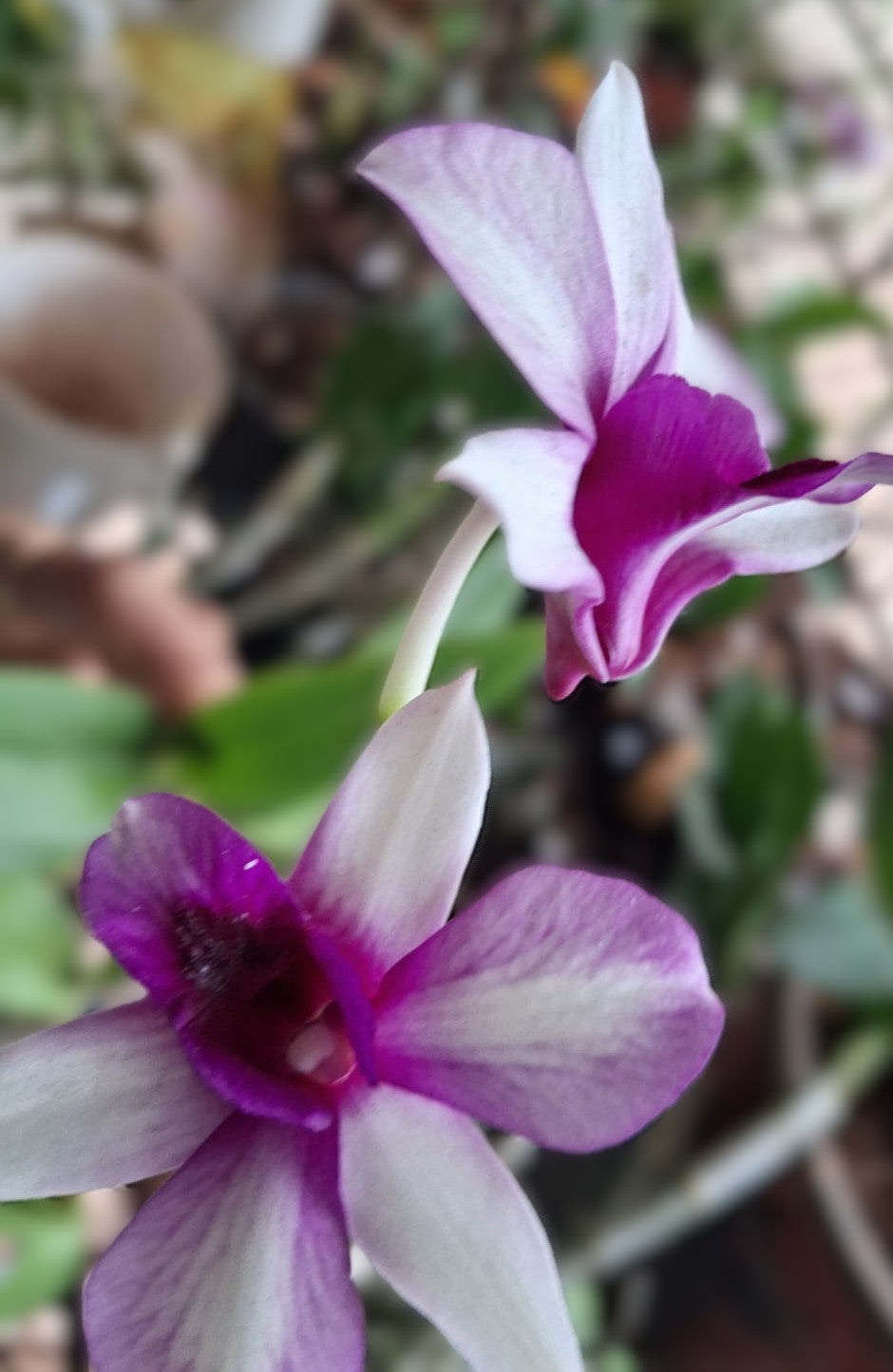 🌸 Premium Blooming Dendrobium Orchid – Mature Flowering Plant