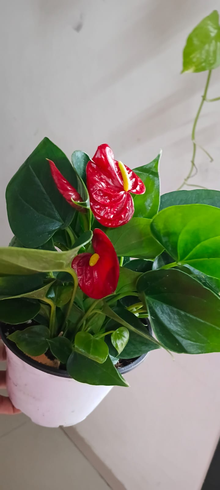 ✨ Elegant Red Anthurium for Every Space